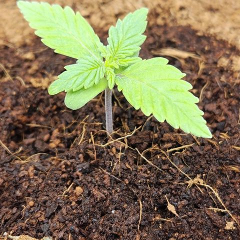 Special Queen growlog timeline photo