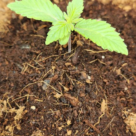 Purple Queen growlog timeline photo