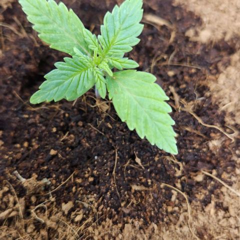 Special Queen growlog timeline photo