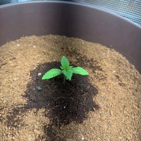Special Queen growlog timeline photo