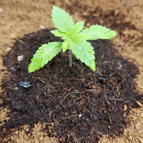 Purple Queen growlog timeline photo