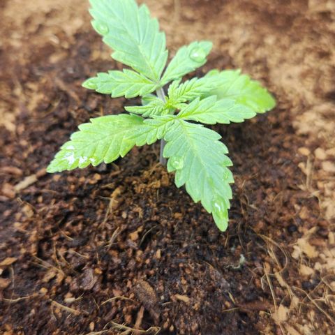 Special Queen growlog timeline photo