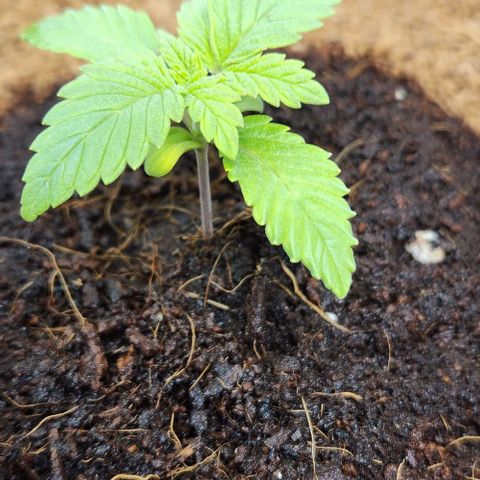 Purple Queen growlog timeline photo