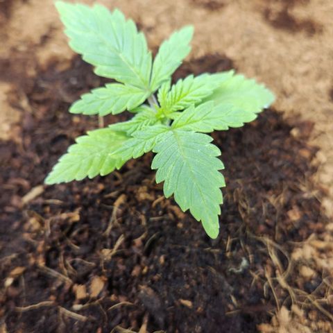 Special Queen growlog timeline photo