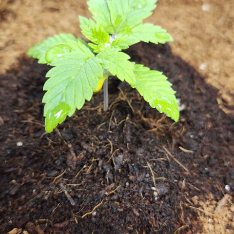 Purple Queen growlog timeline photo