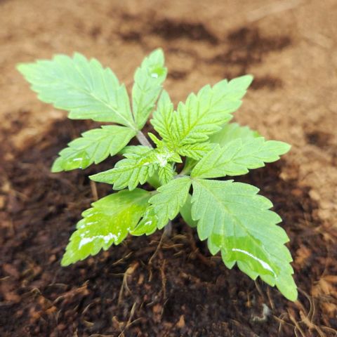 Special Queen growlog timeline photo
