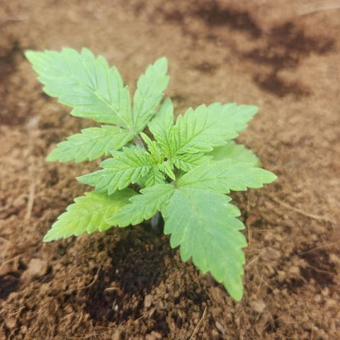Special Queen growlog timeline photo
