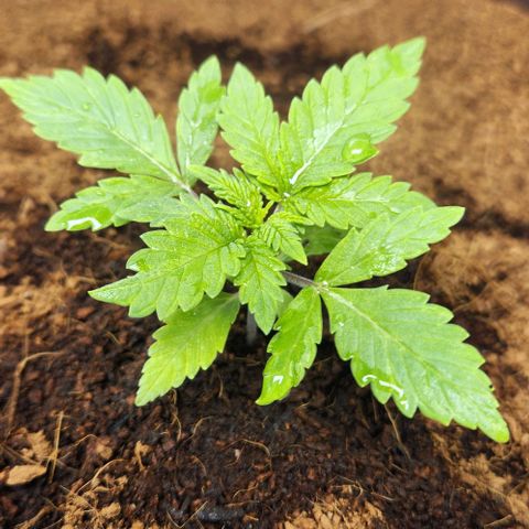 Special Queen growlog timeline photo