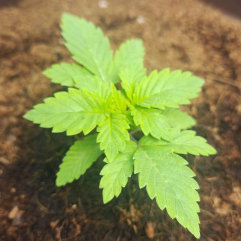 Purple Queen growlog timeline photo