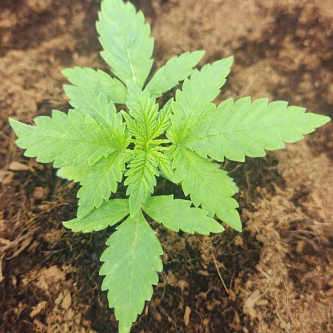 Special Queen growlog timeline photo
