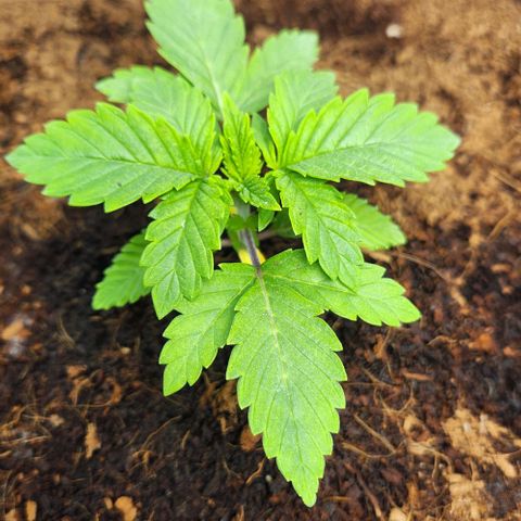 Purple Queen growlog timeline photo