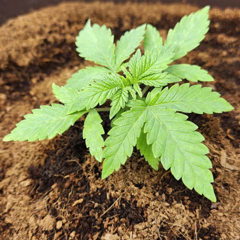 Special Queen growlog timeline photo