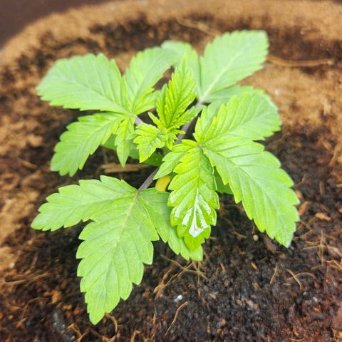 Purple Queen growlog timeline photo