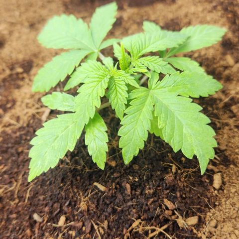 Special Queen growlog timeline photo