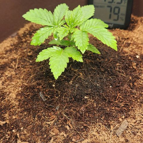 Purple Queen growlog timeline photo
