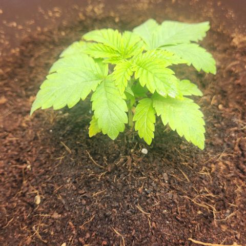Purple Queen growlog timeline photo