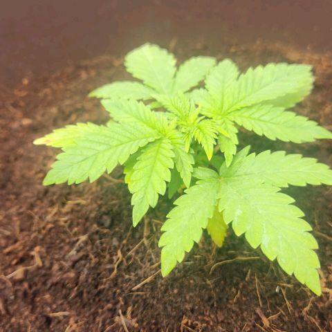 Special Queen growlog timeline photo