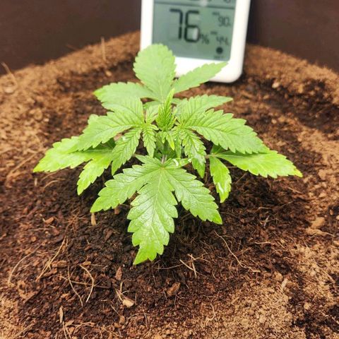 Purple Queen growlog timeline photo