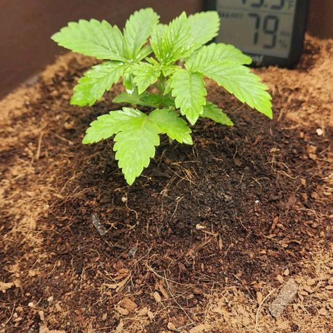 Special Queen growlog timeline photo