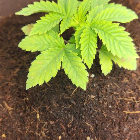 Purple Queen growlog timeline photo