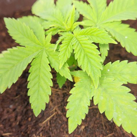 Special Queen growlog timeline photo
