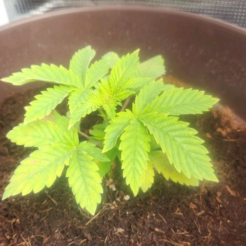 Purple Queen growlog timeline photo