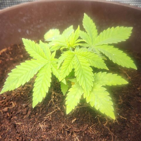 Special Queen growlog timeline photo