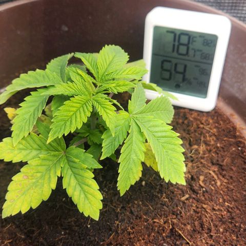 Purple Queen growlog timeline photo