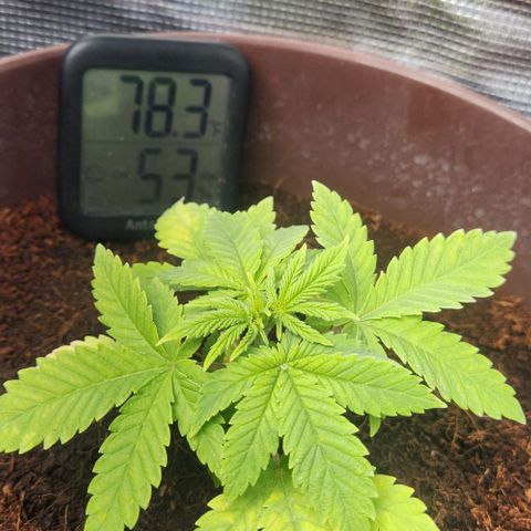 Special Queen growlog timeline photo