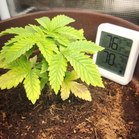 Purple Queen growlog timeline photo