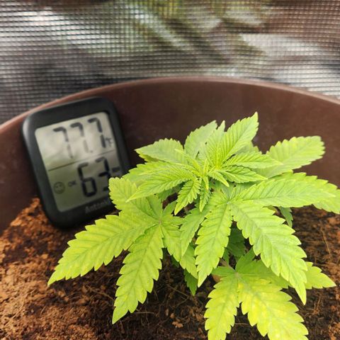 Special Queen growlog timeline photo