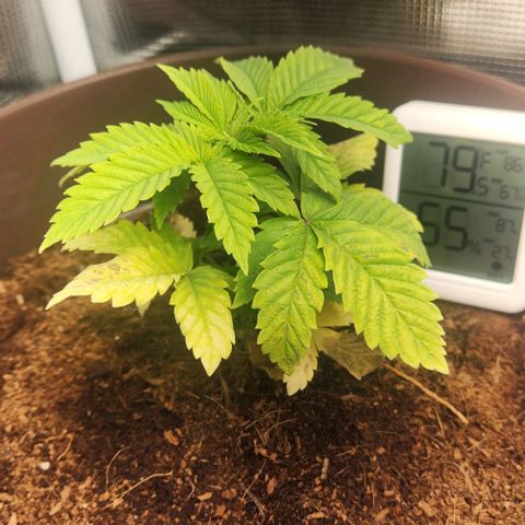 Purple Queen growlog timeline photo