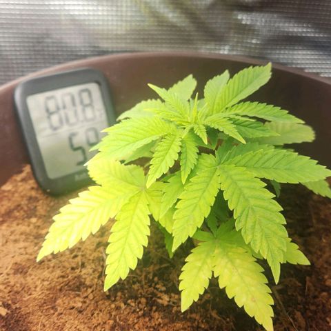 Special Queen growlog timeline photo