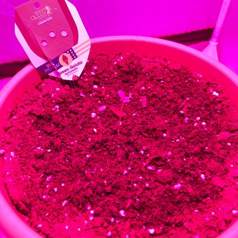 Green Gelato Automatic growlog photo: Cambio lampada con led 100 watt