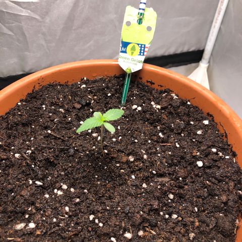 Green Gelato Automatic growlog photo: Prima fertilizzazione easy grow RQS