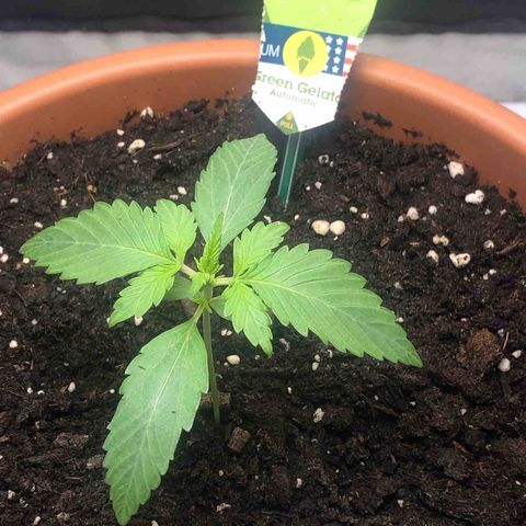Green Gelato Automatic growlog timeline photo