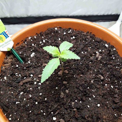Green Gelato Automatic growlog timeline photo