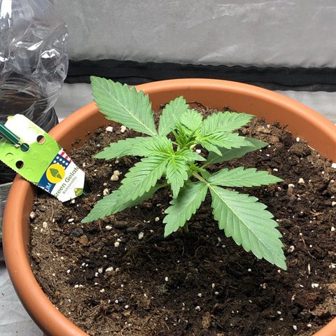 Green Gelato Automatic growlog timeline photo