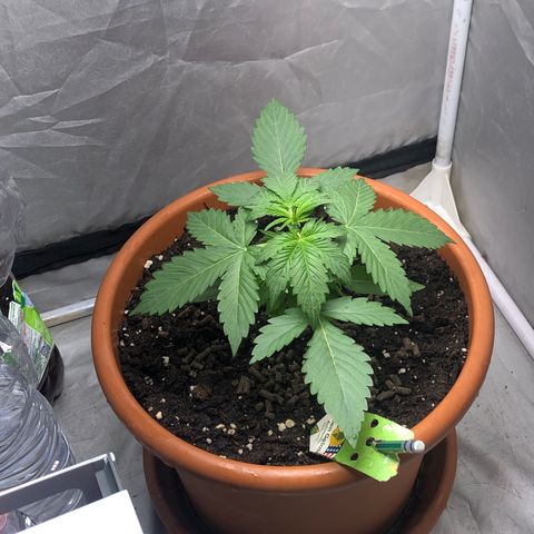 Green Gelato Automatic growlog timeline photo