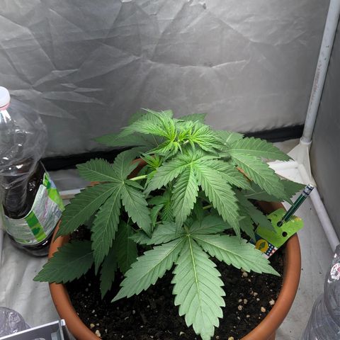 Green Gelato Automatic growlog photo: Prima della potatura 