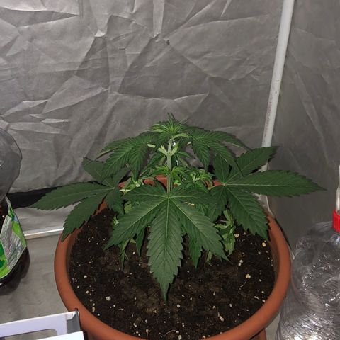 Green Gelato Automatic growlog photo: Dopo potatura 