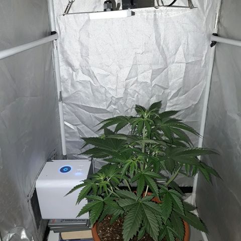 Green Gelato Automatic growlog timeline photo