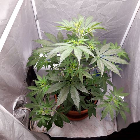 Green Gelato Automatic growlog timeline photo