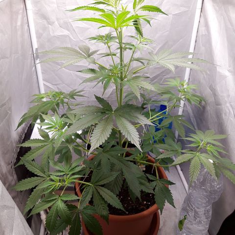 Green Gelato Automatic growlog timeline photo