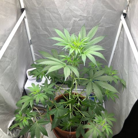 Green Gelato Automatic growlog timeline photo