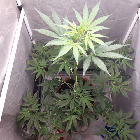 Green Gelato Automatic growlog timeline photo