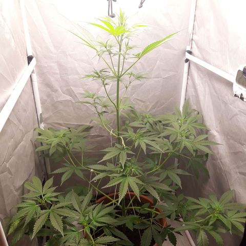 Green Gelato Automatic growlog timeline photo