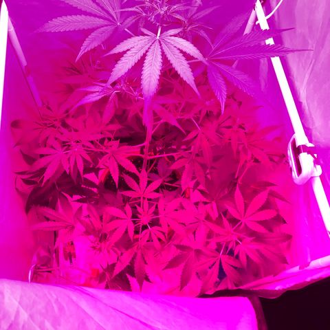 Green Gelato Automatic growlog timeline photo