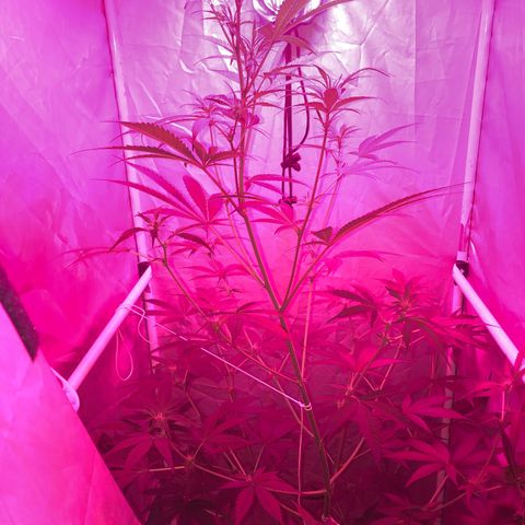 Green Gelato Automatic growlog timeline photo