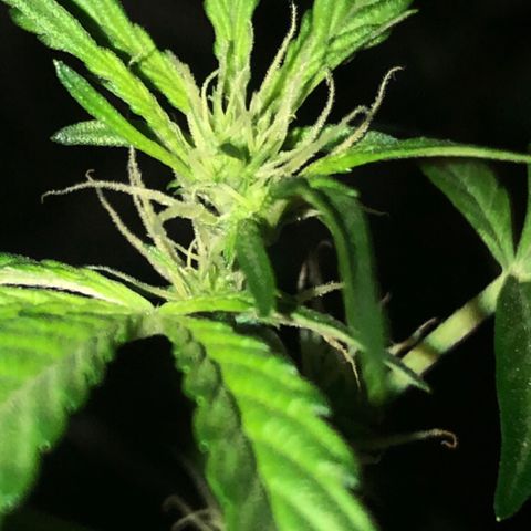 Green Gelato Automatic growlog timeline photo